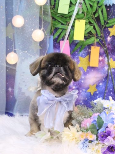 20250705スピカくん